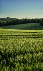 iStock-1226419887 (1)