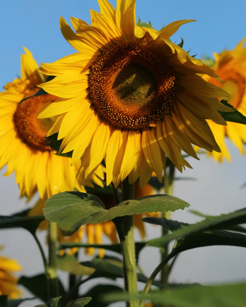 anne-nygard-wv33CrsLFiA-unsplash