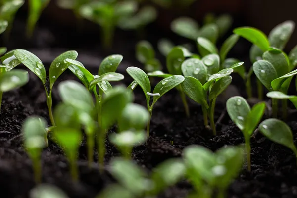 seedlings-7110591_1920