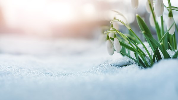 iStock-1290261722_cropped