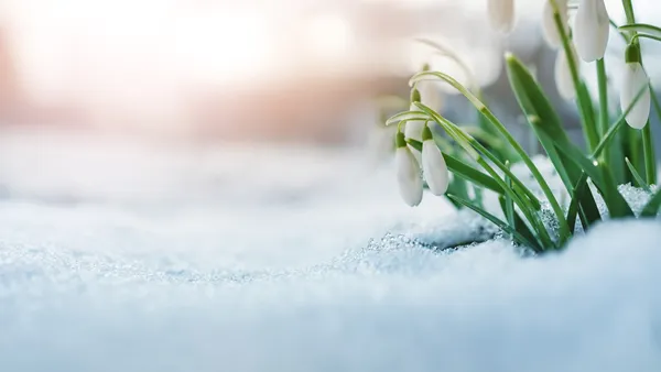 iStock-1290261722_cropped